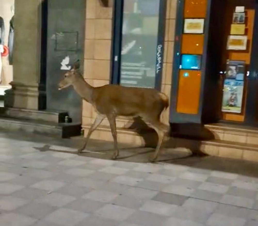 Un ciervo desorientado sorprende paseando por el centro de Cuenca