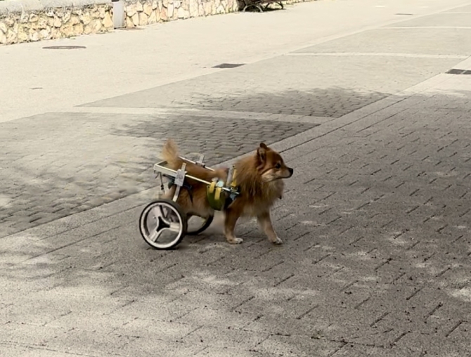 Imagen de la noticia: Inventos innovadores para hacer más fácil la vida de nuestras mascotas