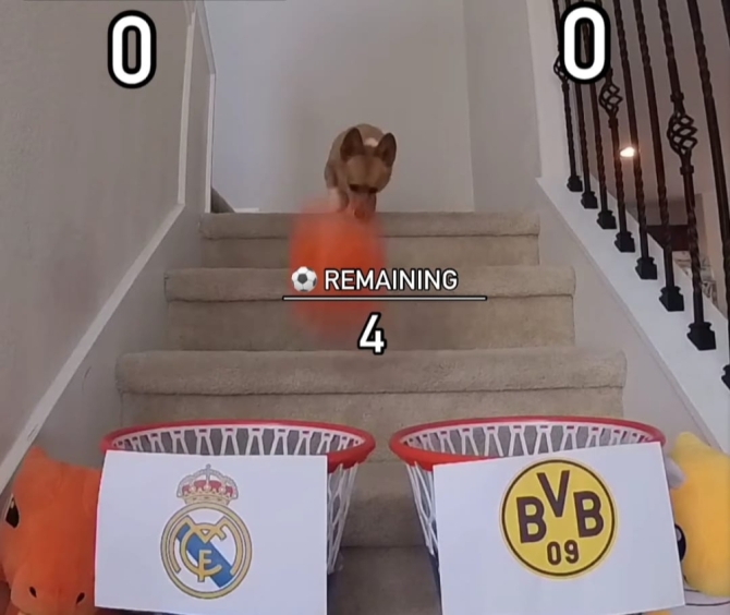 Steph Furry, el perro que predijo la victoria del Real Madrid en la final de la Champions